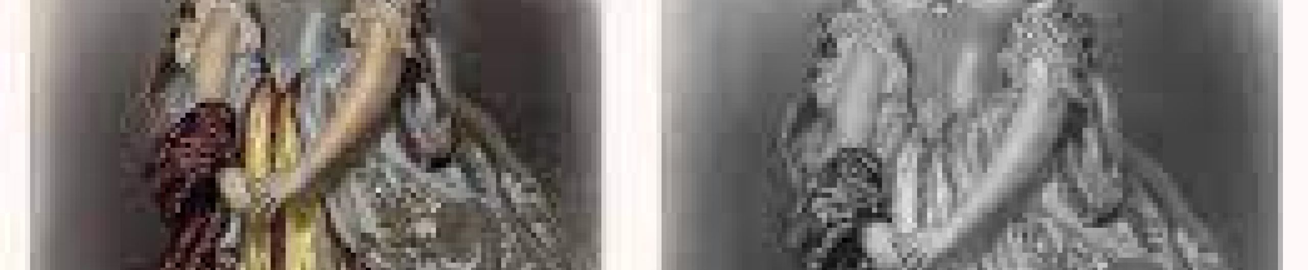 Penelope Smyth, un’inglese intrigante nel Regno di Napoli